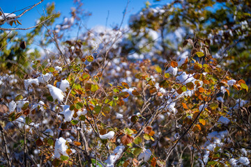 富山県上市町にある雪が積もった晩秋のクズバ山の登山道から剣岳、大日岳、猫又山などを見る風景 A view of Mt. Kuzuba with snow on the trail in late autumn in Kamiichi Town, Toyama Prefecture, looking at Mt.Tsurugi, Mount Dainichi.