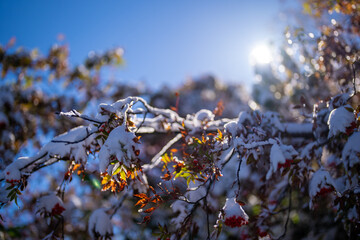 富山県上市町にある雪が積もった晩秋のクズバ山の登山道から剣岳、大日岳、猫又山などを見る風景 A view of Mt. Kuzuba with snow on the trail in late autumn in Kamiichi Town, Toyama Prefecture, looking at Mt.Tsurugi, Mount Dainichi.