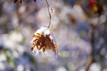 富山県上市町にある雪が積もった晩秋のクズバ山の登山道から剣岳、大日岳、猫又山などを見る風景 A view of Mt. Kuzuba with snow on the trail in late autumn in Kamiichi Town, Toyama Prefecture, looking at Mt.Tsurugi, Mount Dainichi.