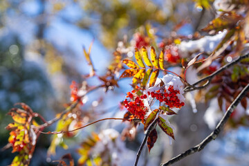富山県上市町にある雪が積もった晩秋のクズバ山の登山道から剣岳、大日岳、猫又山などを見る風景 A view of Mt. Kuzuba with snow on the trail in late autumn in Kamiichi Town, Toyama Prefecture, looking at Mt.Tsurugi, Mount Dainichi.