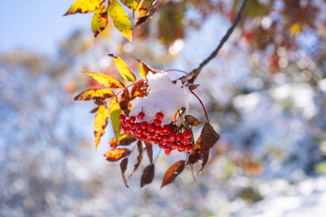 富山県上市町にある雪が積もった晩秋のクズバ山の登山道から剣岳、大日岳、猫又山などを見る風景 A view of Mt. Kuzuba with snow on the trail in late autumn in Kamiichi Town, Toyama Prefecture, looking at Mt.Tsurugi, Mount Dainichi.