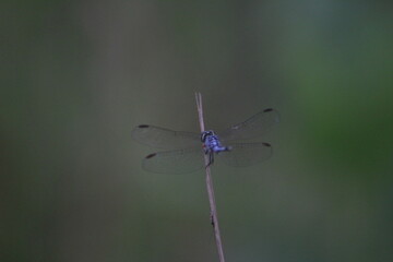 blue dragonfly on a leaf