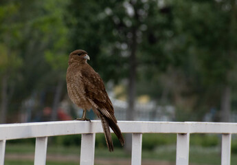 Halcón mirando a su derecha
