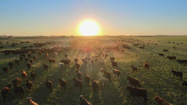 Angus cattle herd moving over lush fields of the Pampas, Argentina