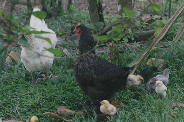 hen and chickens