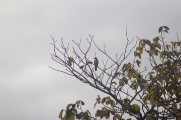 birds on a branch