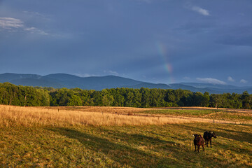 Virginia Countryside