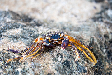 sand crab on the bbeach