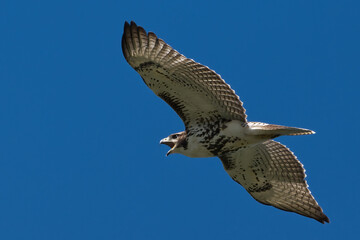 Red-tailed Hawk in flight in sunny bright blue skies