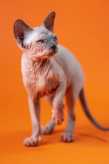 Portrait of Canadian Sphynx Cat of blue mink and white color, standing with paw raised on orange background. Beautiful female kitten of 4 months old of rare breed. Full shot. Front view. Studio shot.