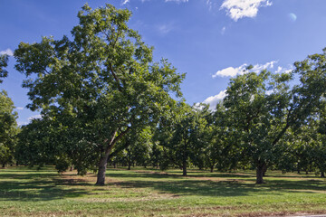 Fototapeta na wymiar Pecan tree orchard farm on a beautiful day