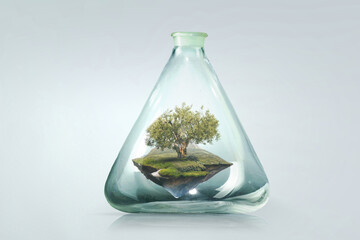 Tree growing inside clear glass bottle