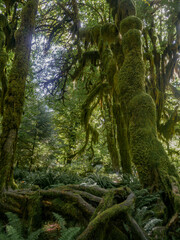 Moss covered trees in Rainforest 