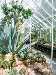 Cacti in Greenhouse 