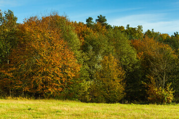 Fototapeta premium Landscape - the edge of the forest. A forest with a predominance of deciduous trees, a multi-colored palette,