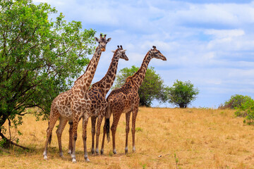 Naklejka na ściany i meble Giraffes in savanna in Serengeti national park in Tanzania. Wild nature of Tanzania, East Africa
