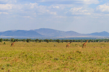 Giraffes in savanna in Serengeti national park in Tanzania. Wild nature of Tanzania, East Africa