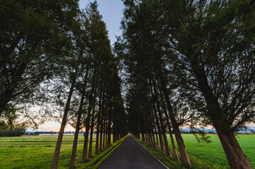 メタセコイア並木通り