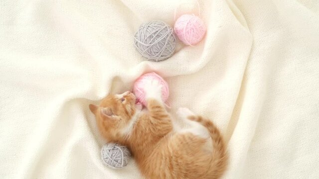 Striped red ginger domestic kitten playing home. Cute Cat with pink and gray ball skein of thread on white bed.
