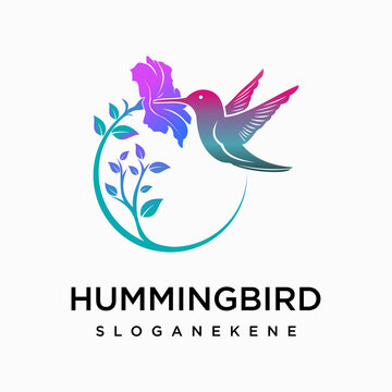 hummingbird colibri bird logo