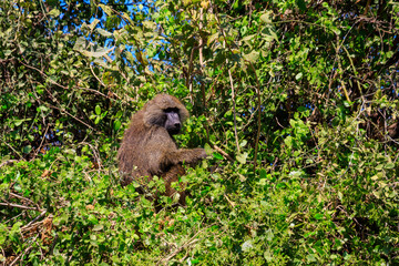Olive baboon (Papio anubis), also called the Anubis baboon, on a tree in Lake Manyara National Park in Tanzania