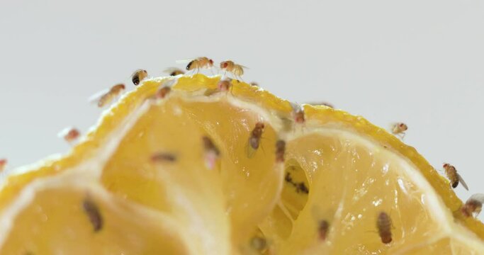 Macro fruit flies crawling on rotting lemon fruit.