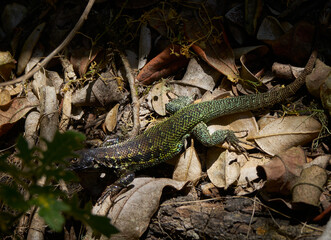 Mirada de Lagarto