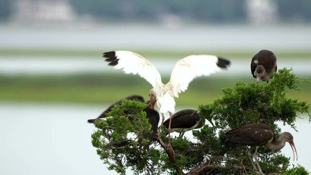 An Adult White Ibis Feeding it's Chicks