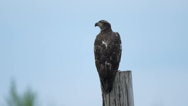 Juvenile Bald Eagle Standing on a Piling