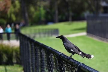 Pied currawong perched on a black chain link fence in a park, its head turned towards people walking on a footpath in the distance