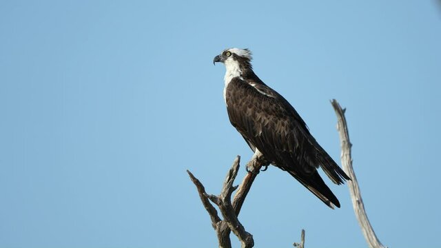 An Adult Osprey Standing on a Dead Tree Branch