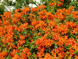 A cape honeysuckle, or Tecoma capensis hedge with orange red flowers in Glyfada, Attica, Greece