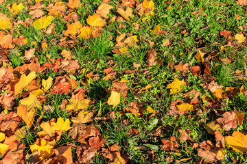 Background of the autumn maple leaves