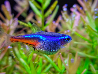 blue neon tetra fish in aquarium