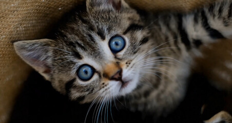 Kittens Cute Playing Коты Кошки