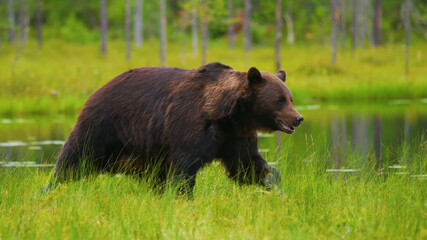 Nature Bear Morning Forest Lake