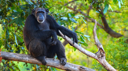 Nature Forest Jungle Monkey