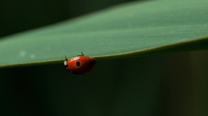 Nature Ladybug Grass Macro Shooting Beauty