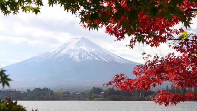 Mount Fuji in the morning while the sun shines and the leaves of the maple tree are changing from green to yellow, orange, red in autumn