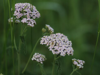Close up shot of flowers in the grass