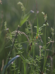 Close up shot of flowers in the grass