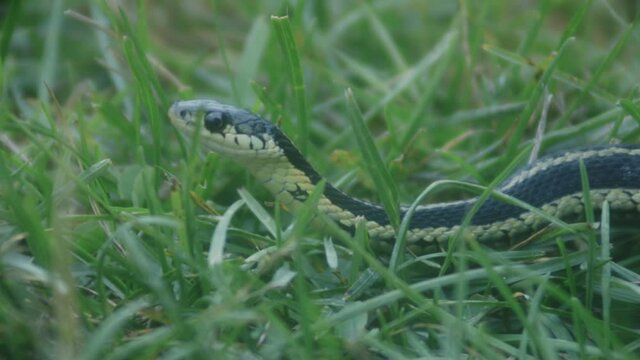 Grass Snake  Ready To Attack In Grass - close up