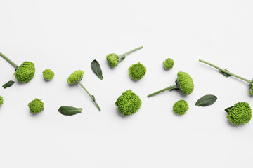 Green chrysanthemum flowers on white background