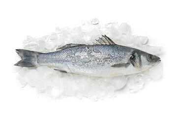 Fresh uncooked sea bass fish on white background