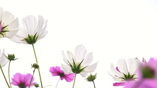 Closeup of cosmos flowers swaying in the breeze with white background. 4K