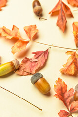 Acorns and dry leaves on color background, closeup