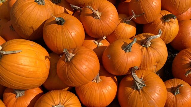 4K HD video zooming in on a pile of pumpkins stacked. Autumn harvest.
