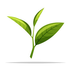Green tea leaves bud vector isolated illustration