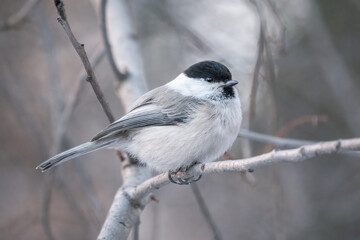 Cute bird the willow tit, song bird sitting on a branch without leaves in the winter.