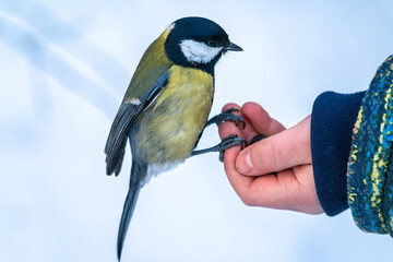 The Great tit eats seeds from a palm of little boy. Hungry bird Great tit eating seeds from a hand during autumn
